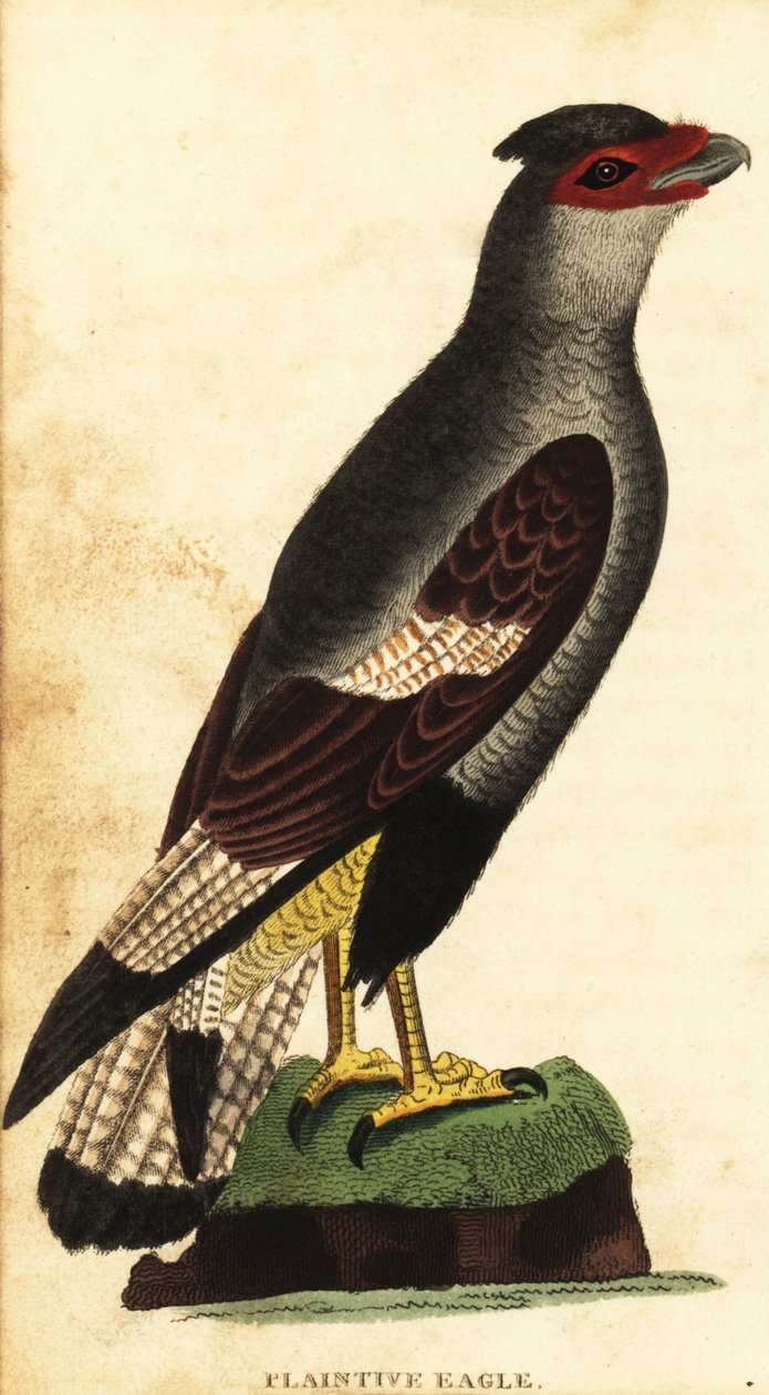 Caracara huppé, Caracara plancus (gravure) - Unbekannter Künstler