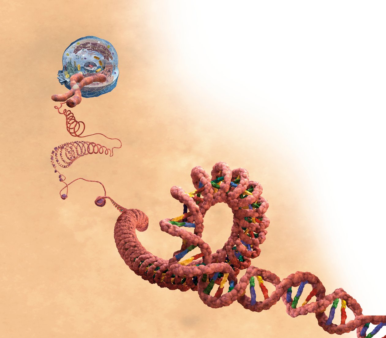 ADN incluant double hélice, chromosome, cellule - Unbekannter Künstler