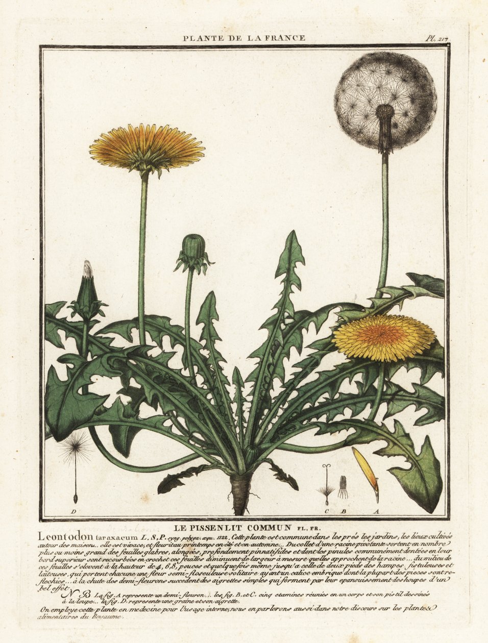 Pissenlit, Taraxacum campylodes - Unbekannter Künstler