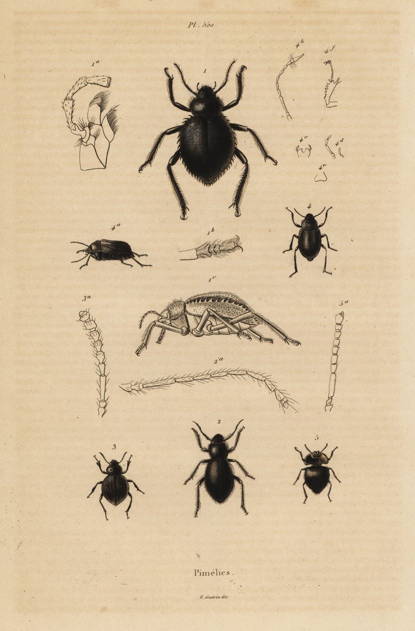 Coléoptères noirs, espèces de Pimelia - Unbekannt
