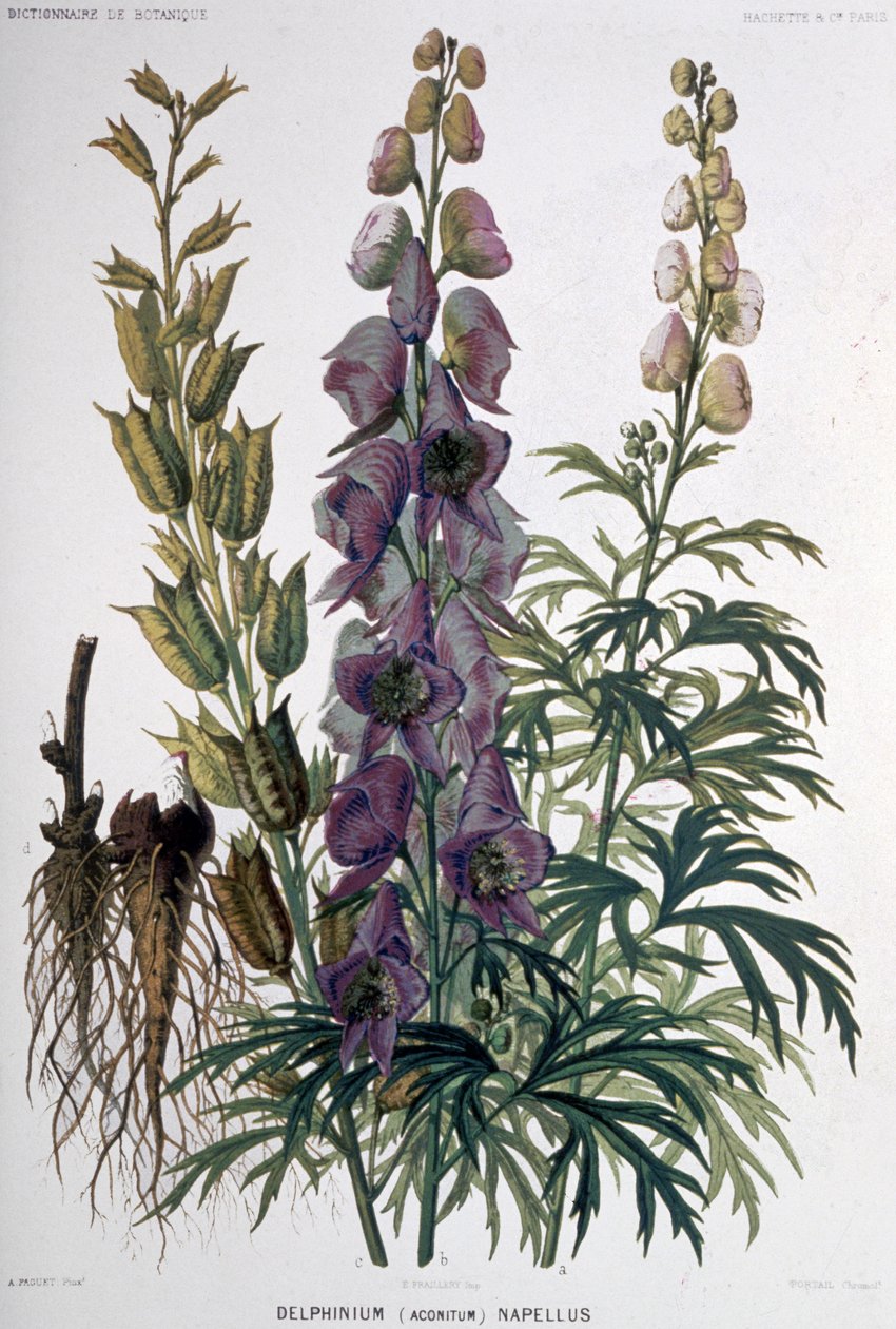 Delphinium Napellus - Unbekannter Künstler