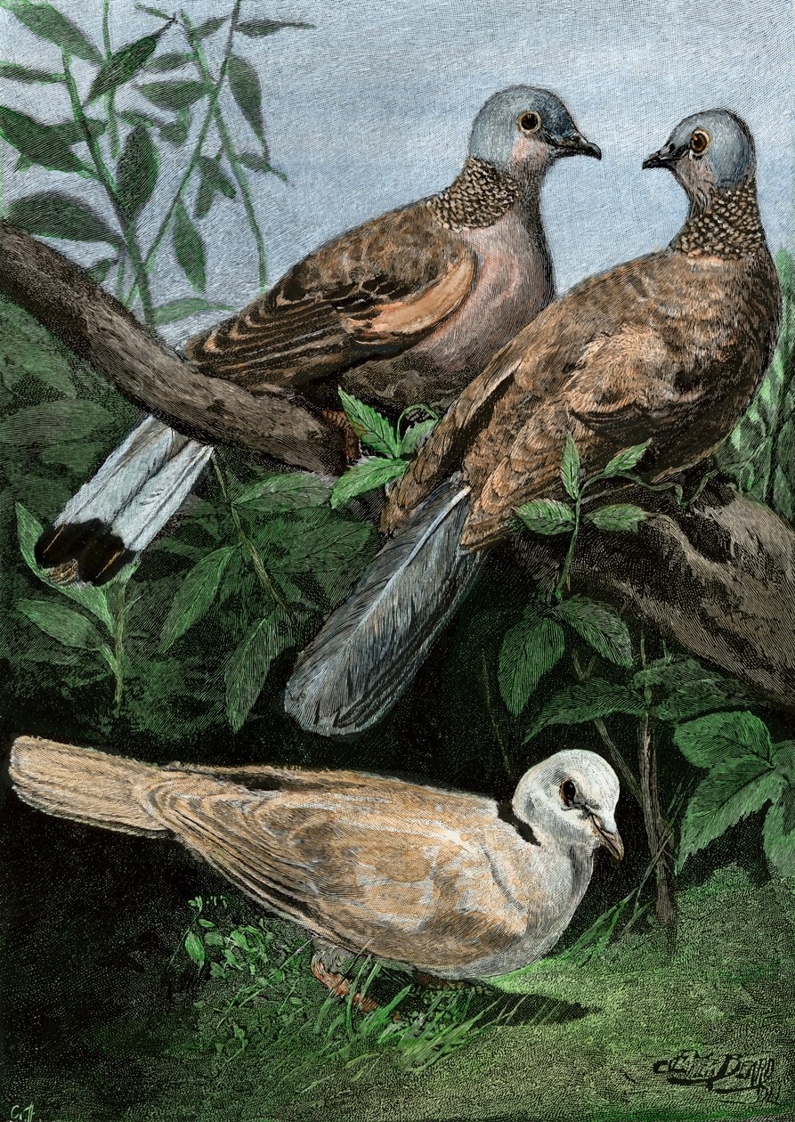 Pigeons et pigeons ramiers. - Unbekannter Künstler