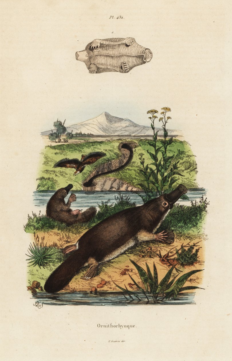 Ornithorynque, Ornithorhynchus anatinus - Unbekannt