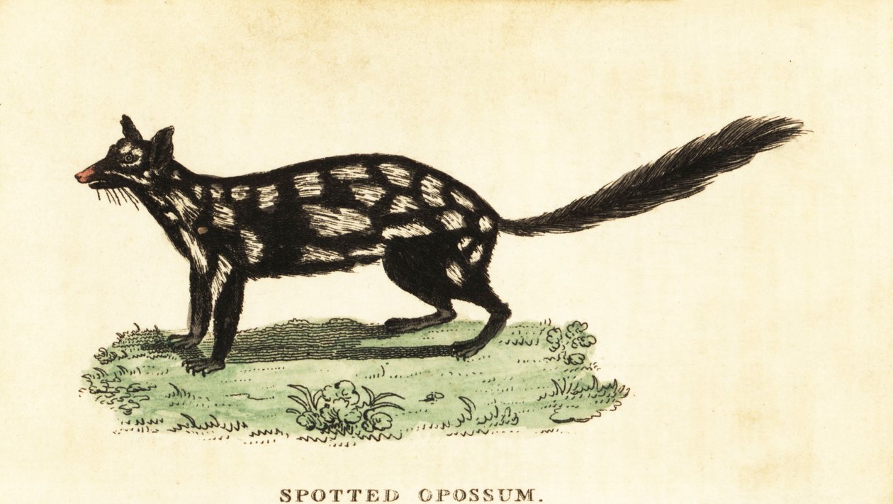 Quoll oriental, Dasyurus viverrinus, 1800 (gravure) - Unbekannter Künstler