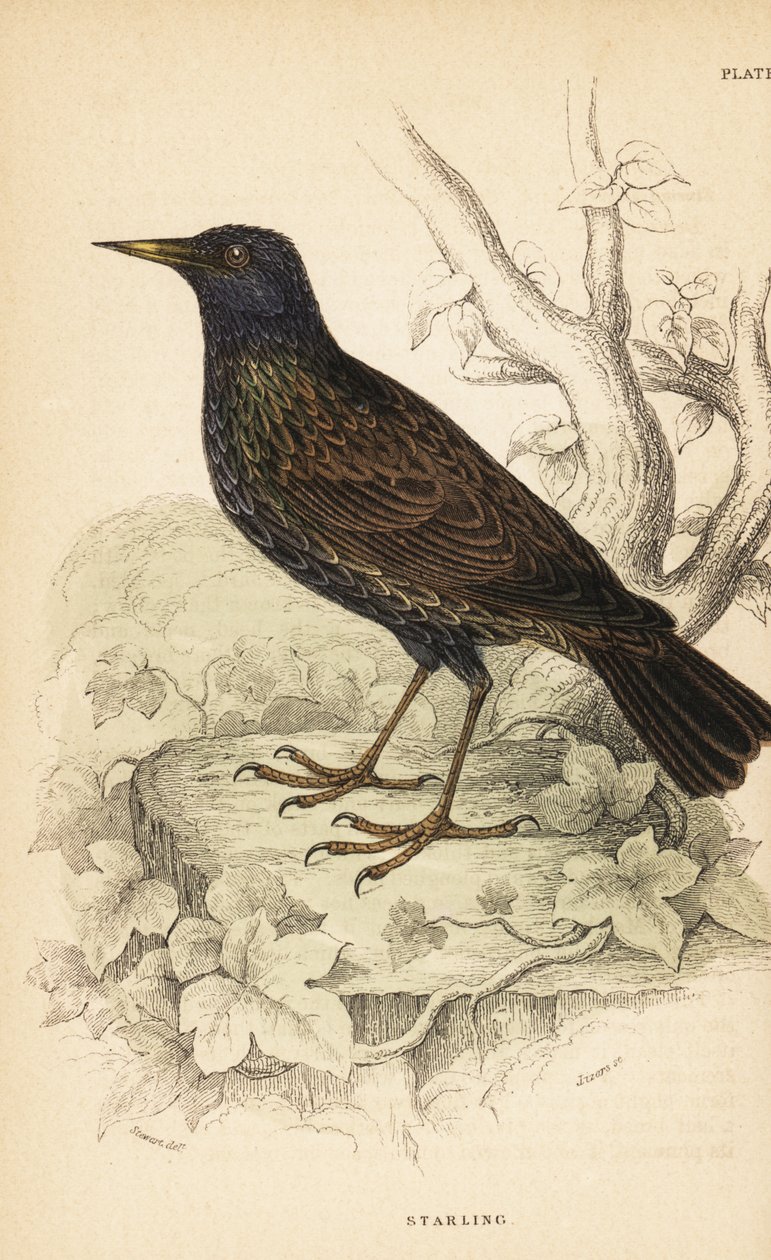 Étourneau sansonnet, Sturnus vulgaris. 1889 (gravure) - Unbekannter Künstler