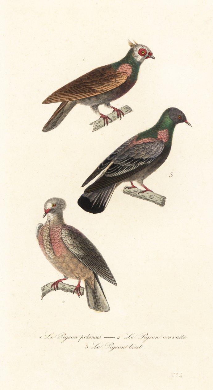Races de pigeons de fantaisie - Unbekannter Künstler