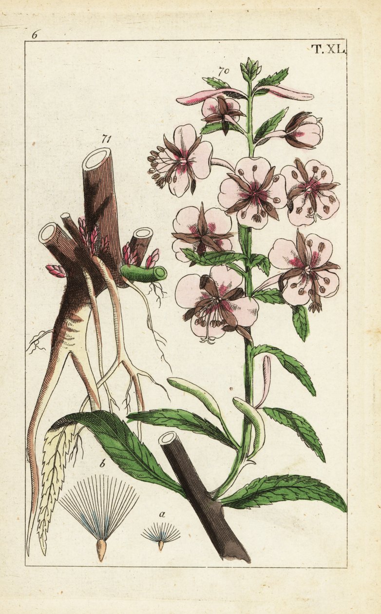 Épilobe à feuilles étroites, Epilobium angustifolium - Unbekannter Künstler