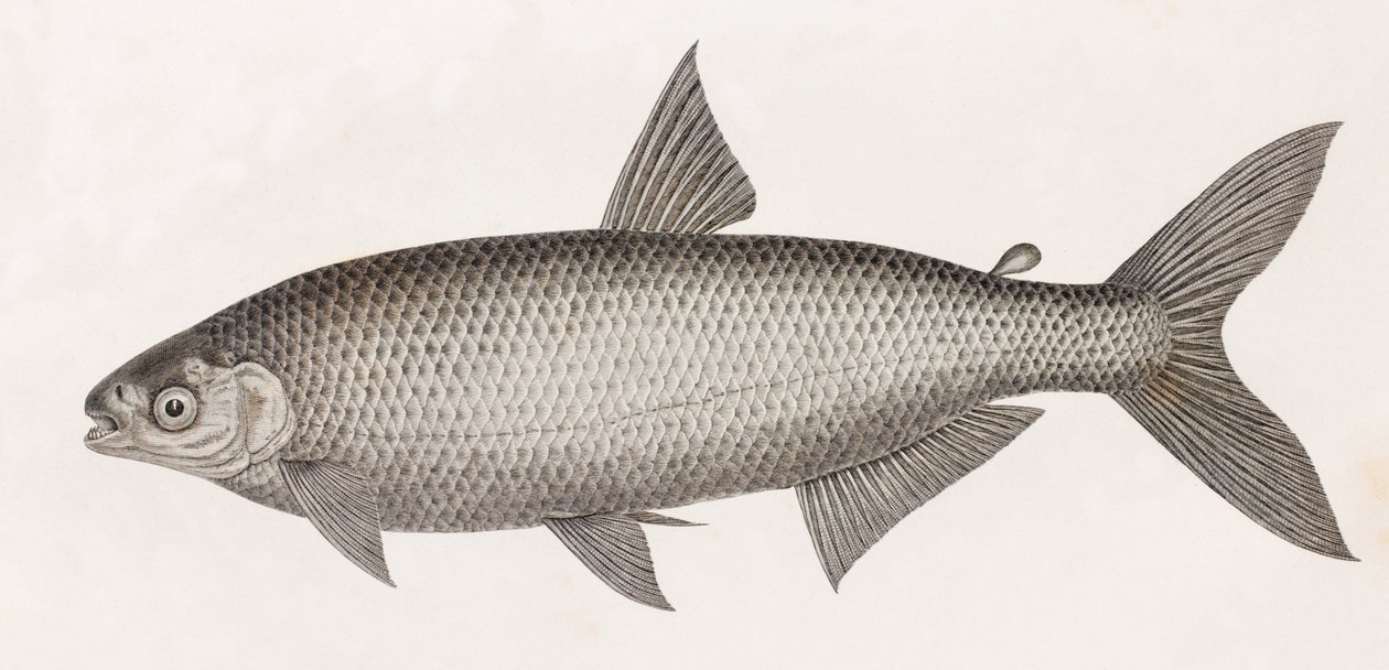 Poissons : le Characin - Unbekannt