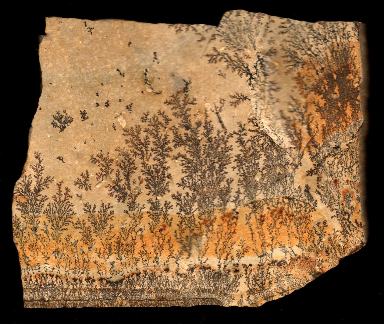 Impression fossile, recto (impression) - William M. Timlin