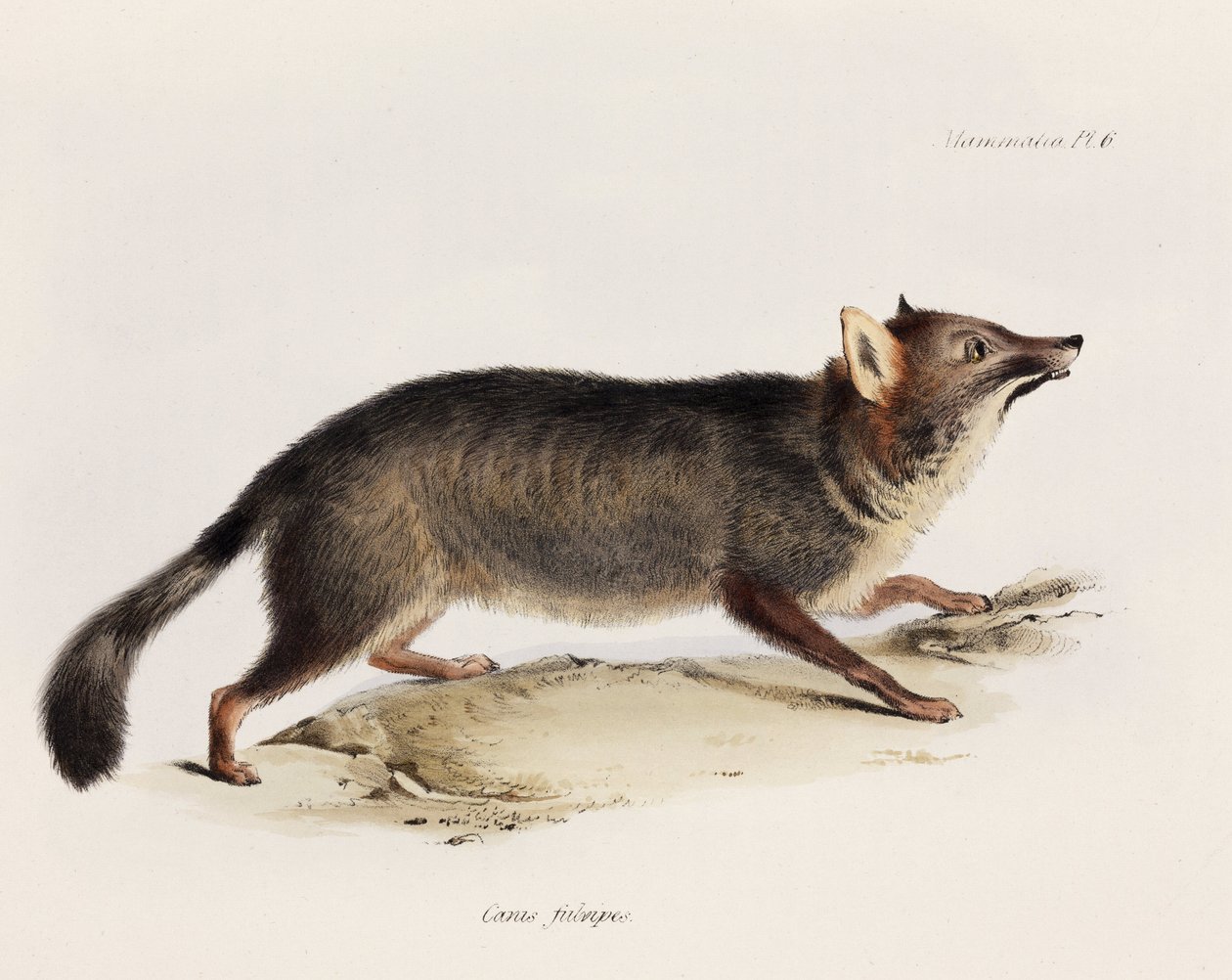 Renard, Chili, vers 1832-1836 - Unbekannter Künstler