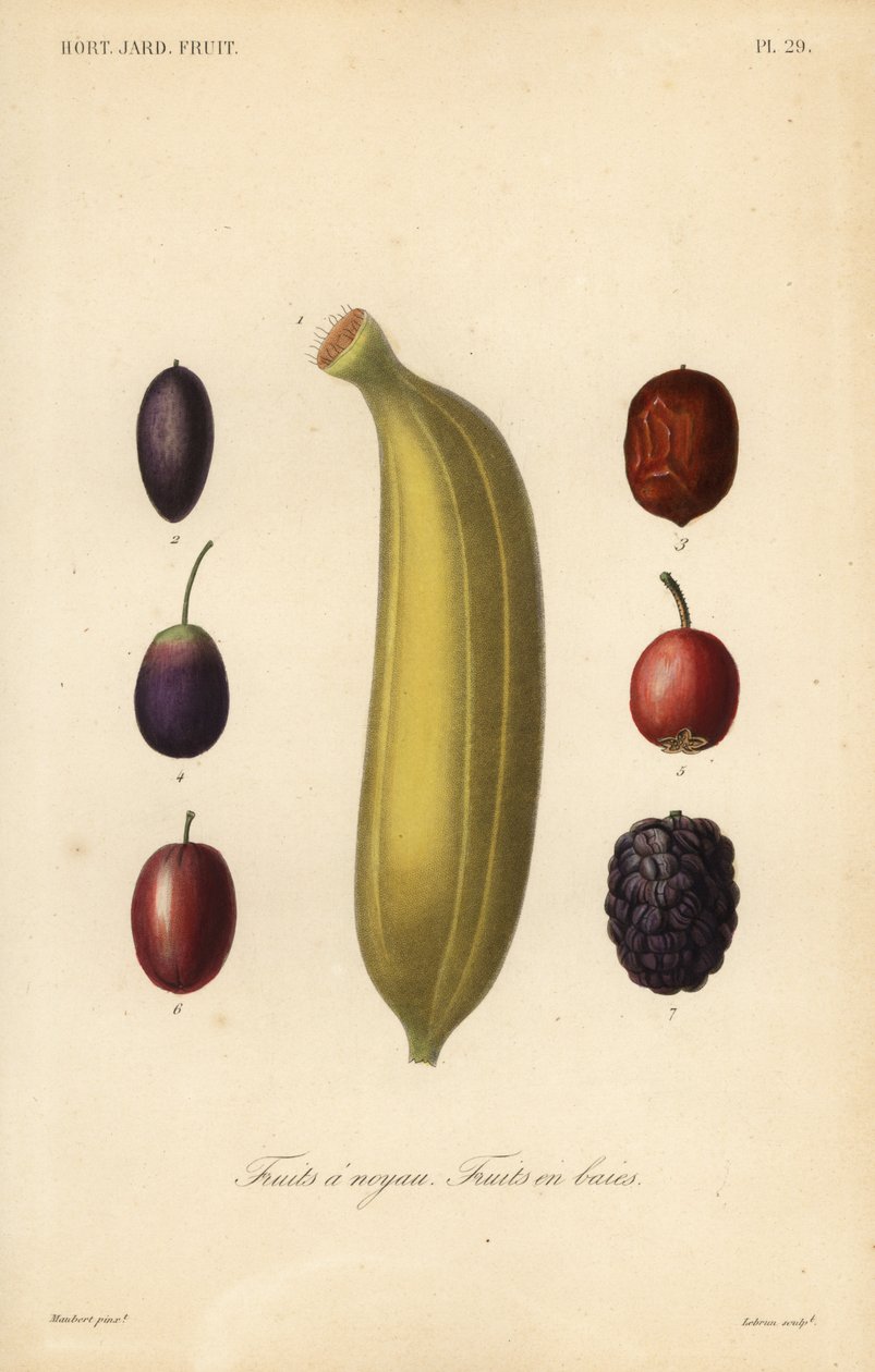 Fruits à noyau - Unbekannt