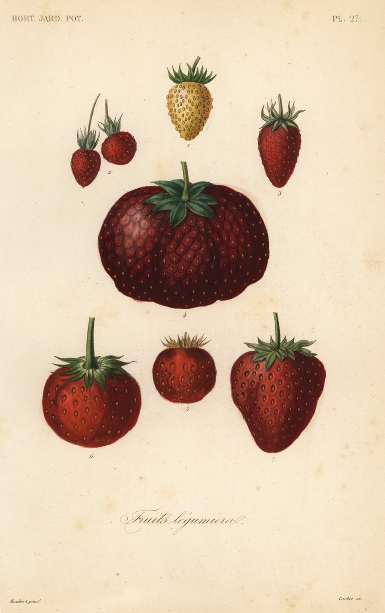 Fruits légumiers - Unbekannt