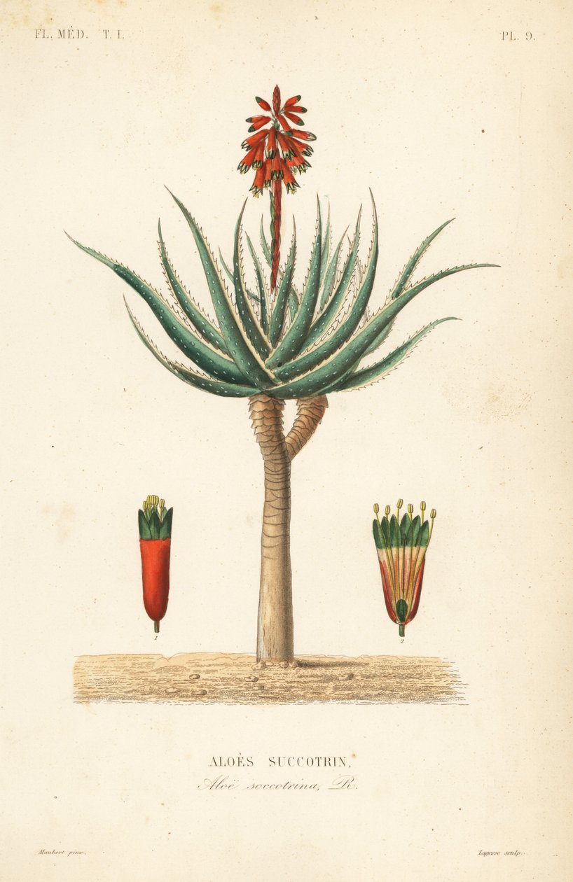 Aloès du fynbos, Aloe succotrina - Unbekannt