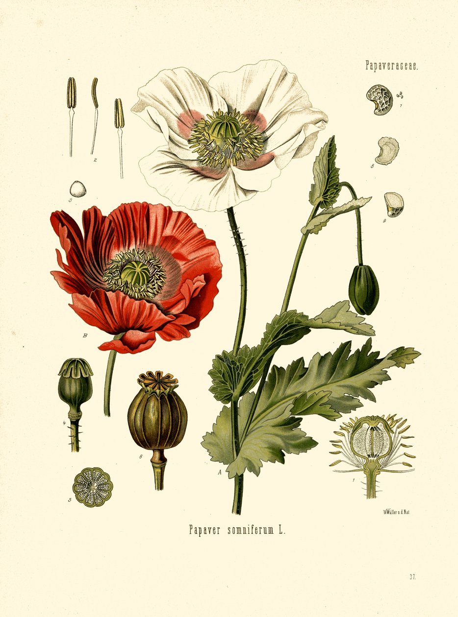 Pavot de jardin (lithographie en couleur) - Unbekannter Künstler