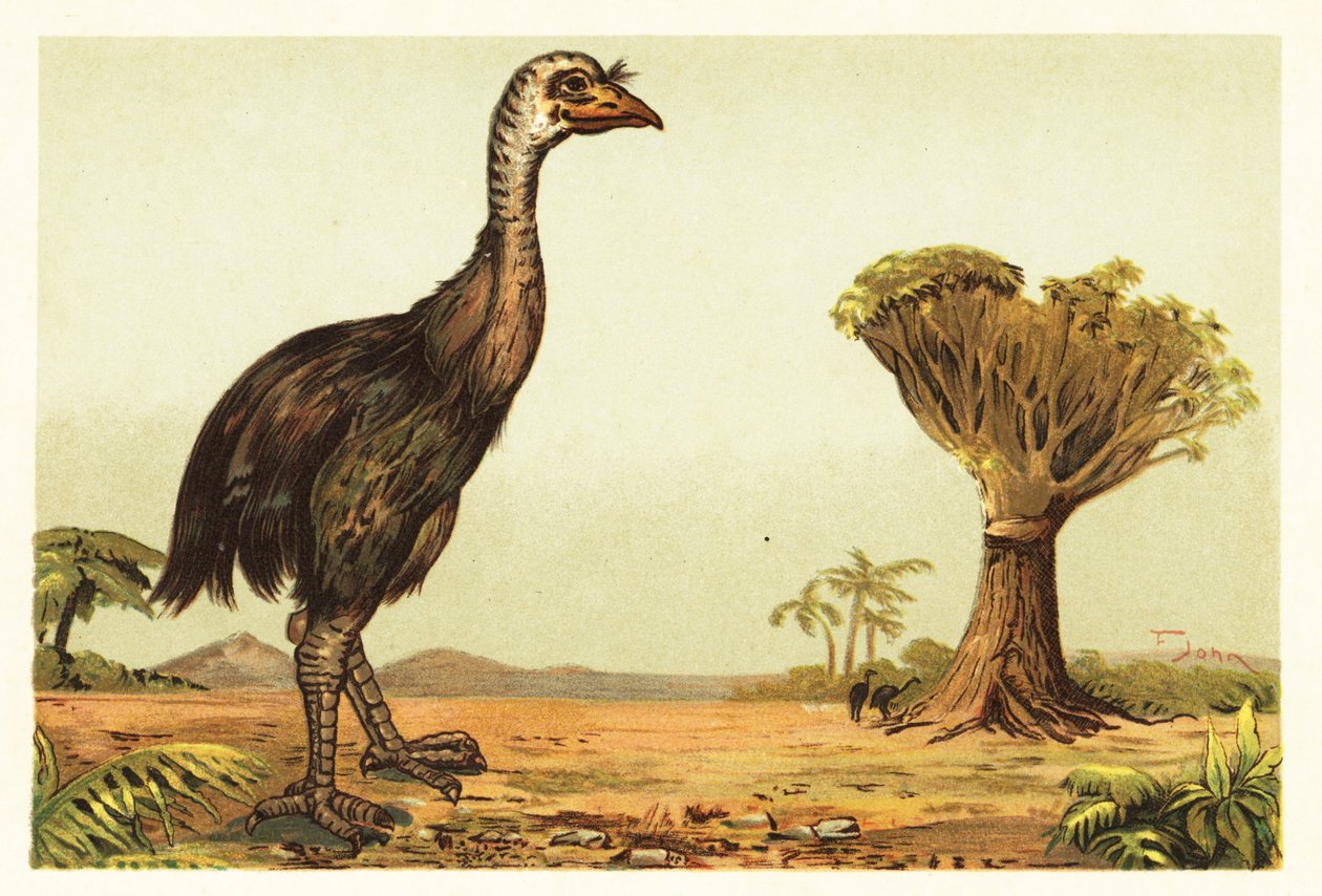 Moa géant et dragonnier. 1908 (lithographie) - Unbekannter Künstler