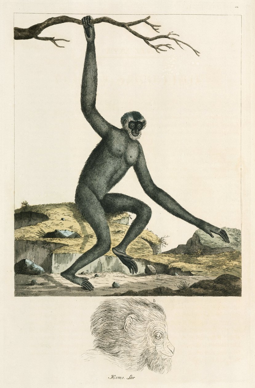 Gibbon - Unbekannter Künstler