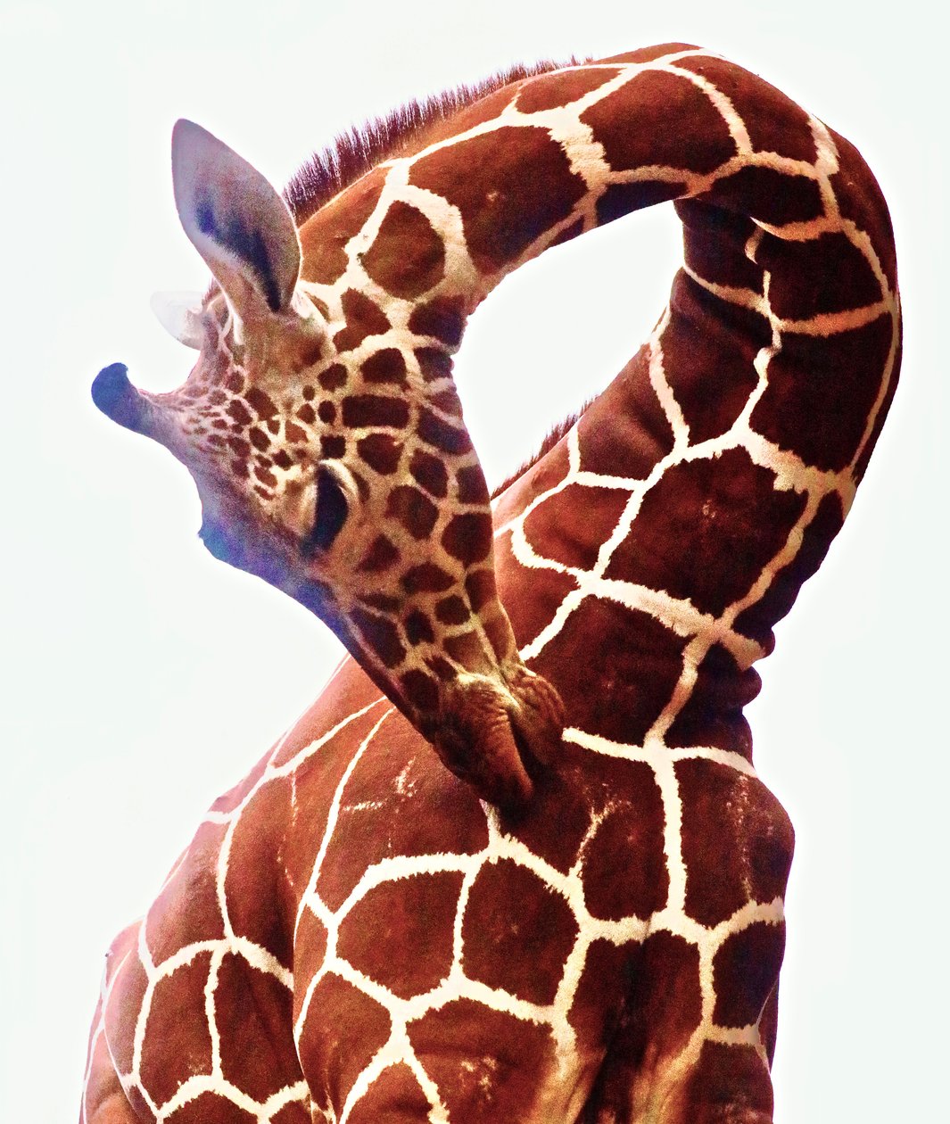 Girafe, Sarara, 2017 - Unbekannter Künstler