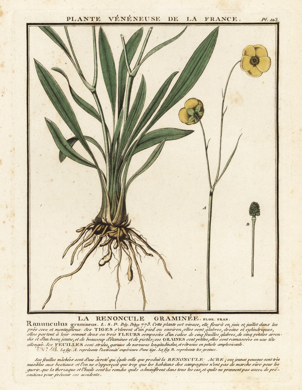 Renoncule à feuilles de graminée, Ranunculus gramineus - Unbekannter Künstler