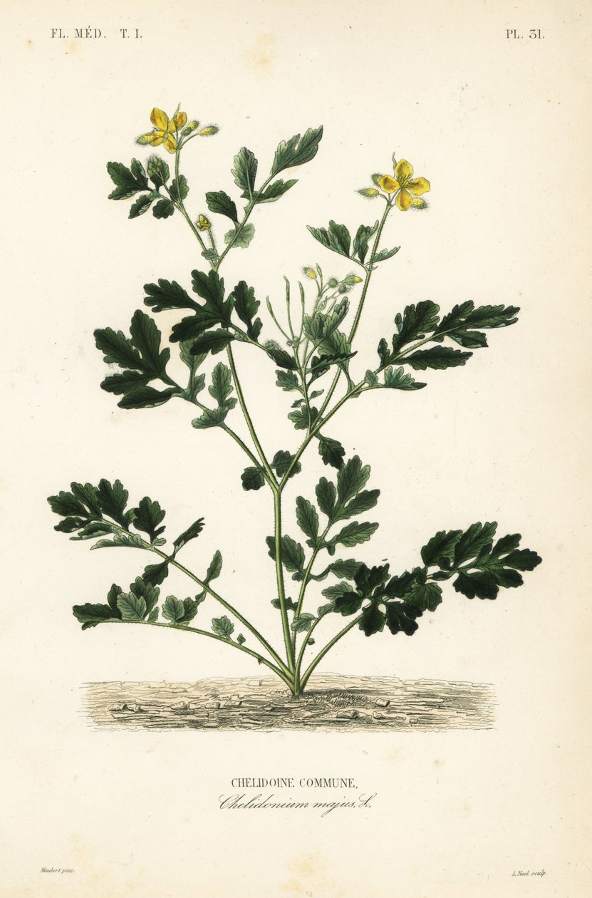 Chélidoine commune, Chelidonium majus - Unbekannt