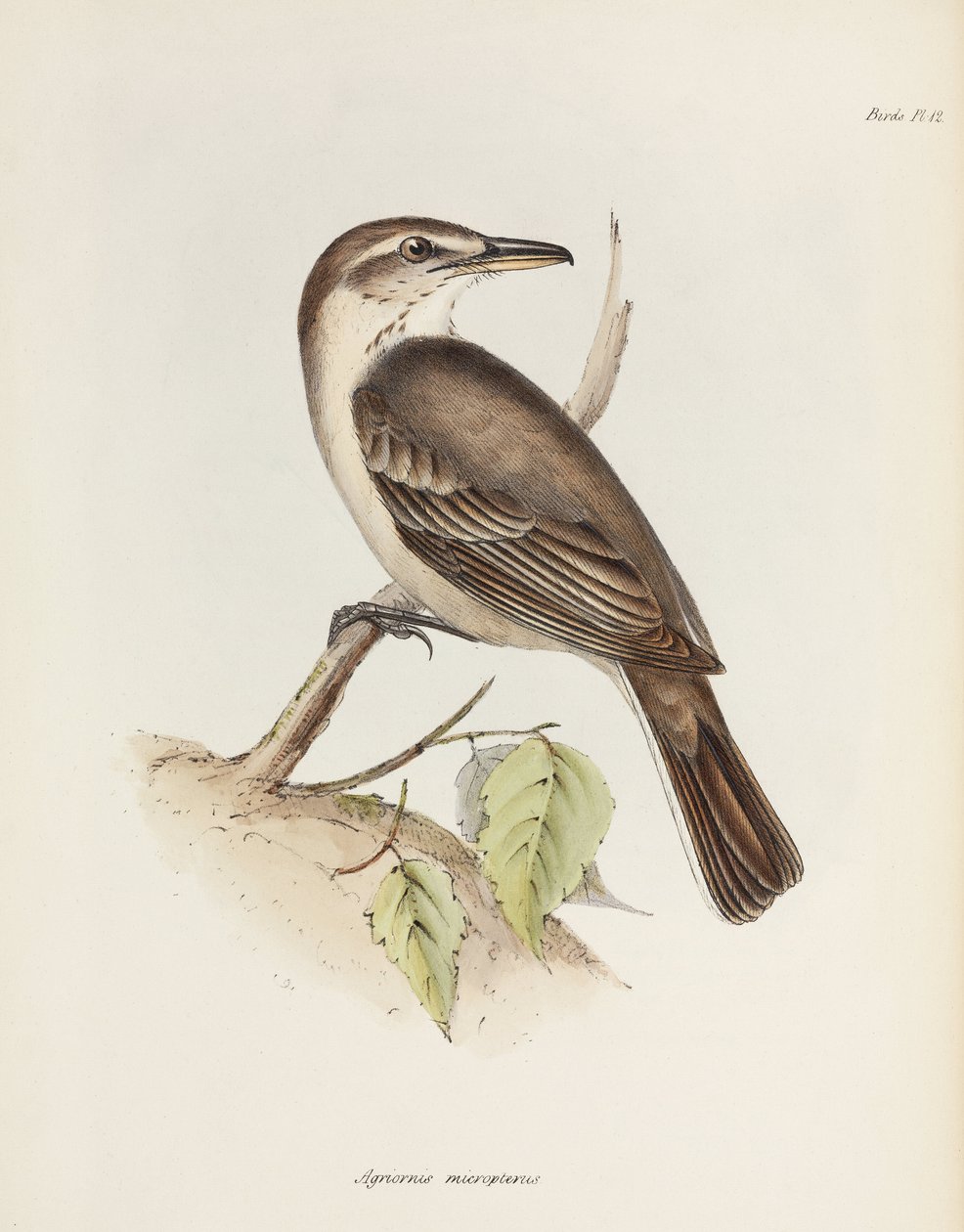 Pie-grièche à ventre gris, vers 1832-1836 - Unbekannt
