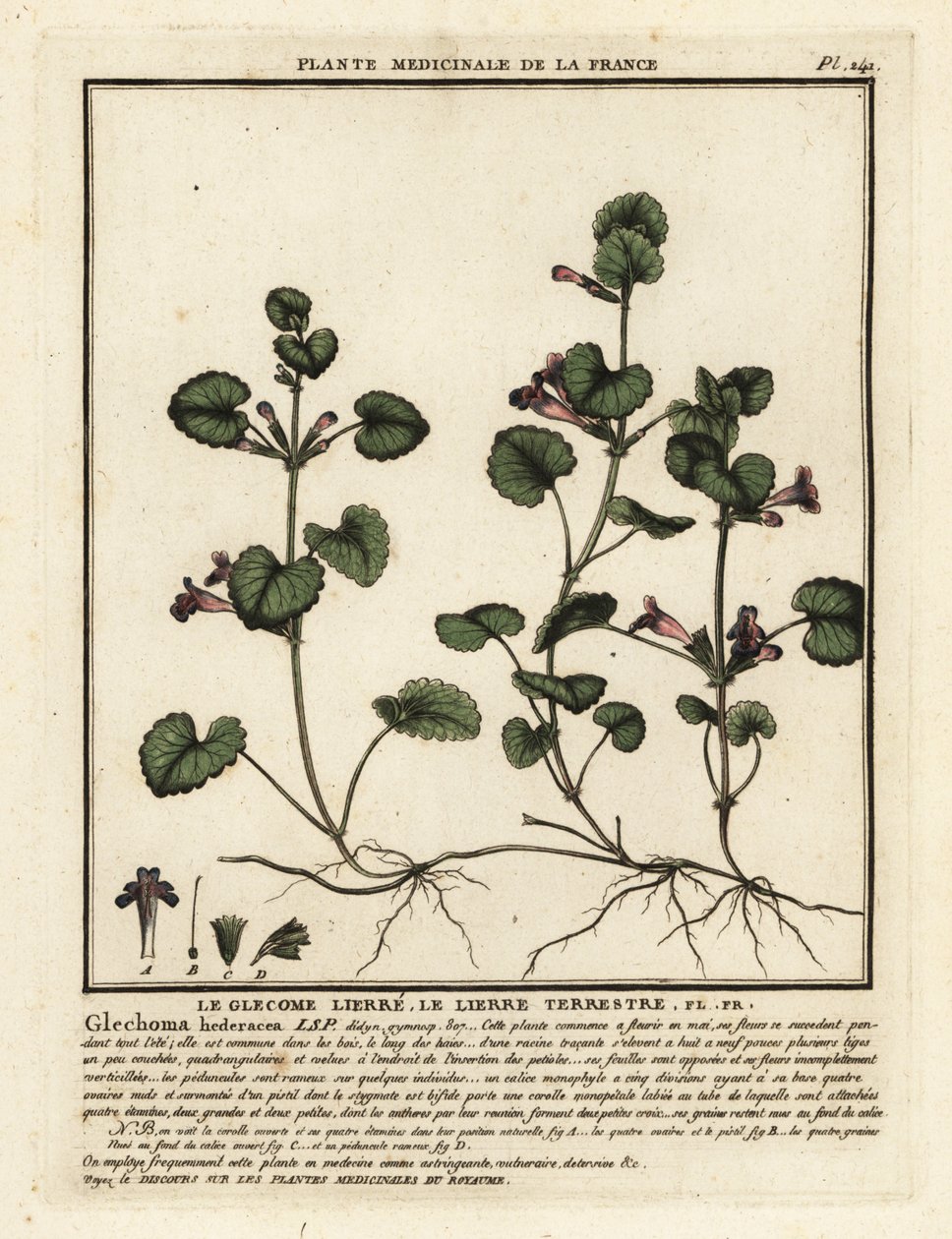 Lierre terrestre, Glechoma hederacea - Unbekannter Künstler