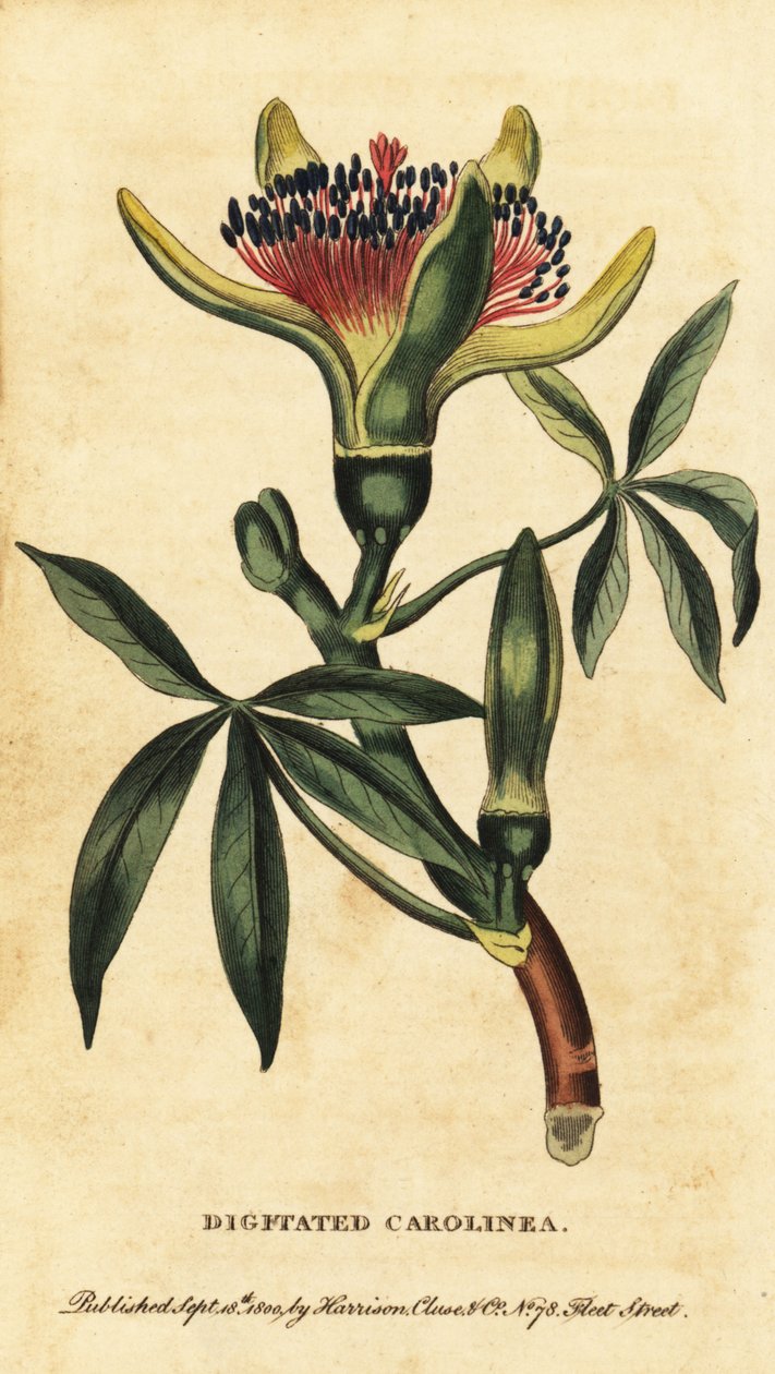 Châtaignier de Guyane, Pachira aquatica (gravure) - Unbekannter Künstler
