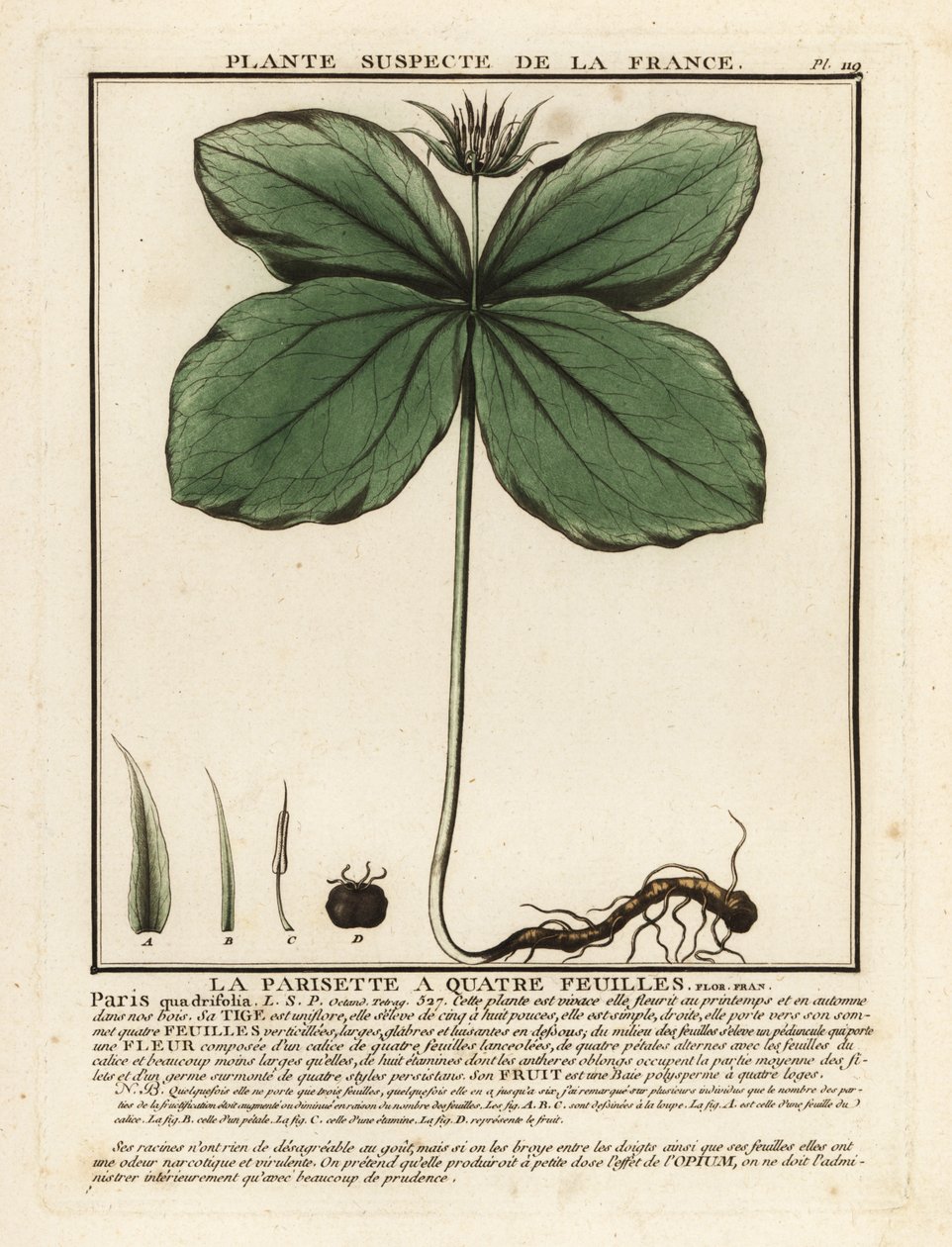 Herbe-à-paris, Paris quadrifolia - Unbekannter Künstler