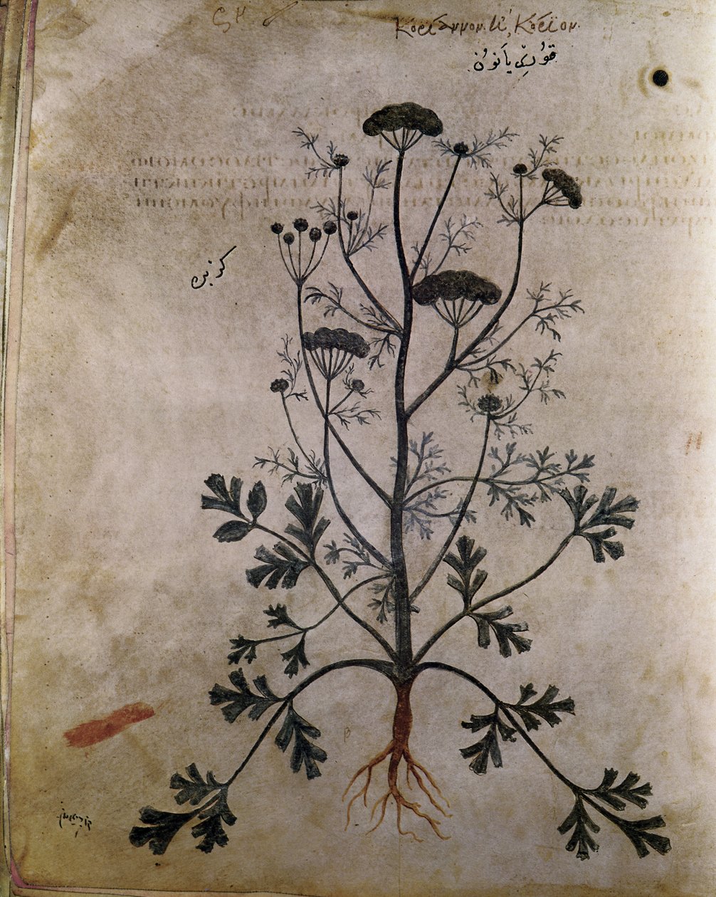 Coriandre des herbiers - Unbekannt
