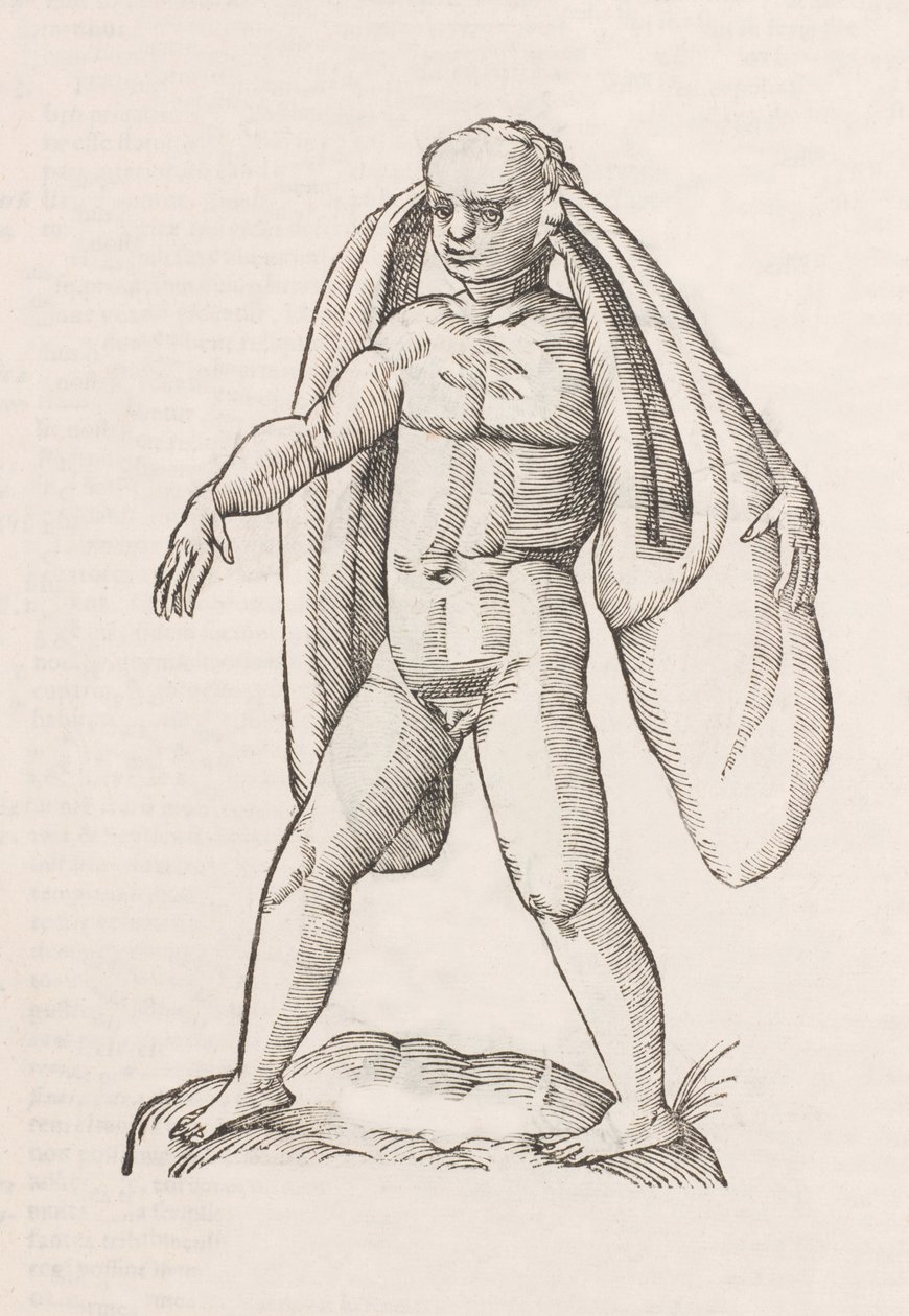 Homo fanesius auritus - Unbekannt