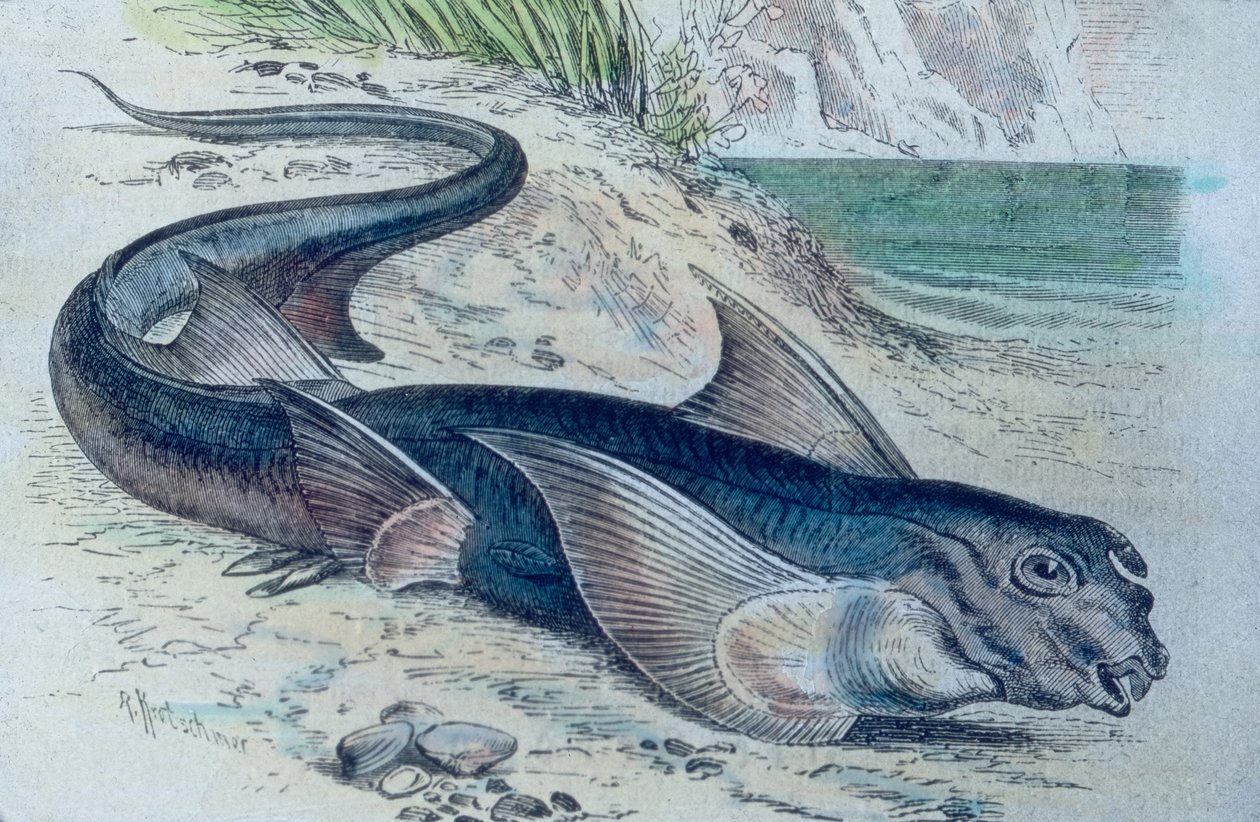 Illustration d