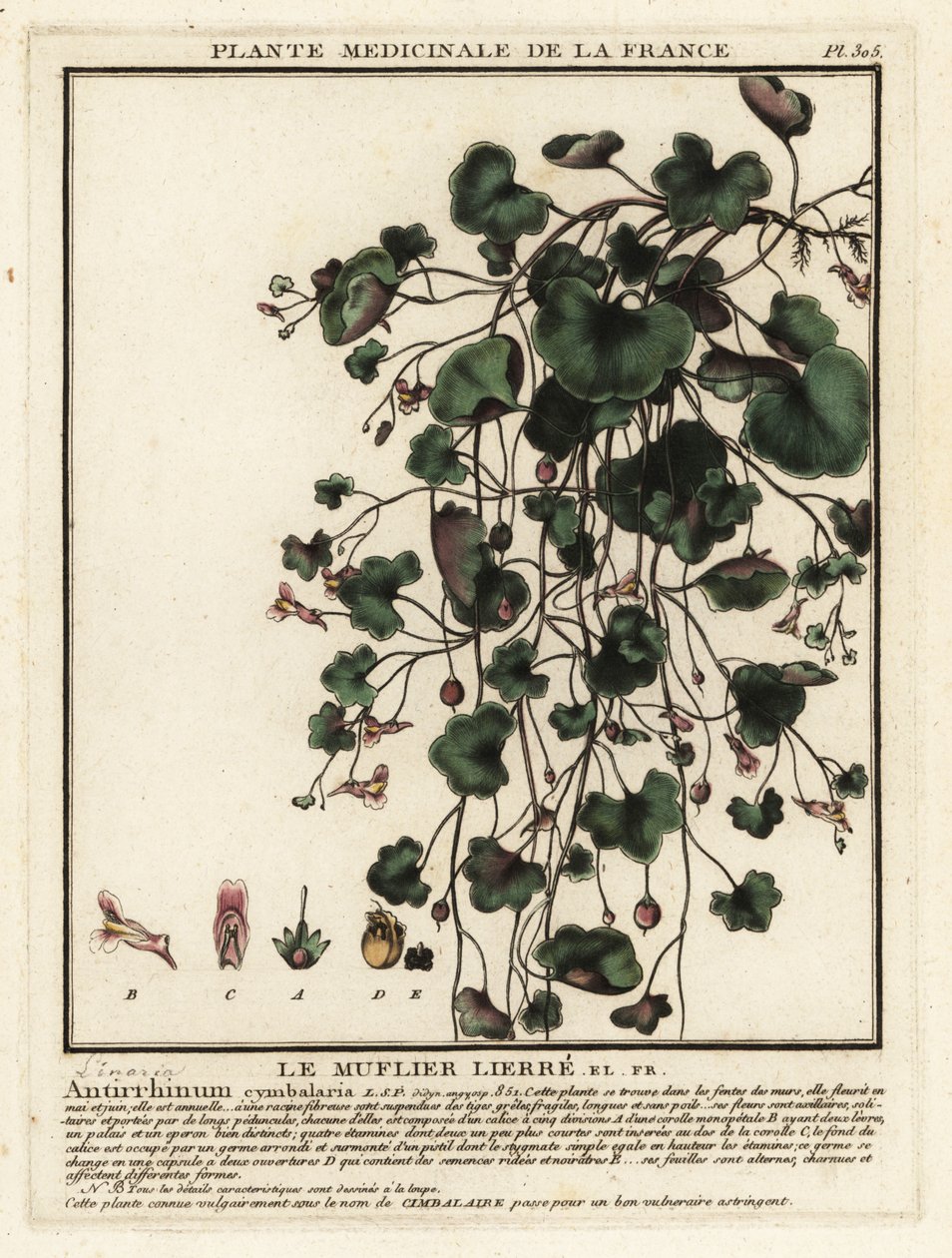 Cymbalaire des murs, Cymbalaria muralis - Unbekannter Künstler