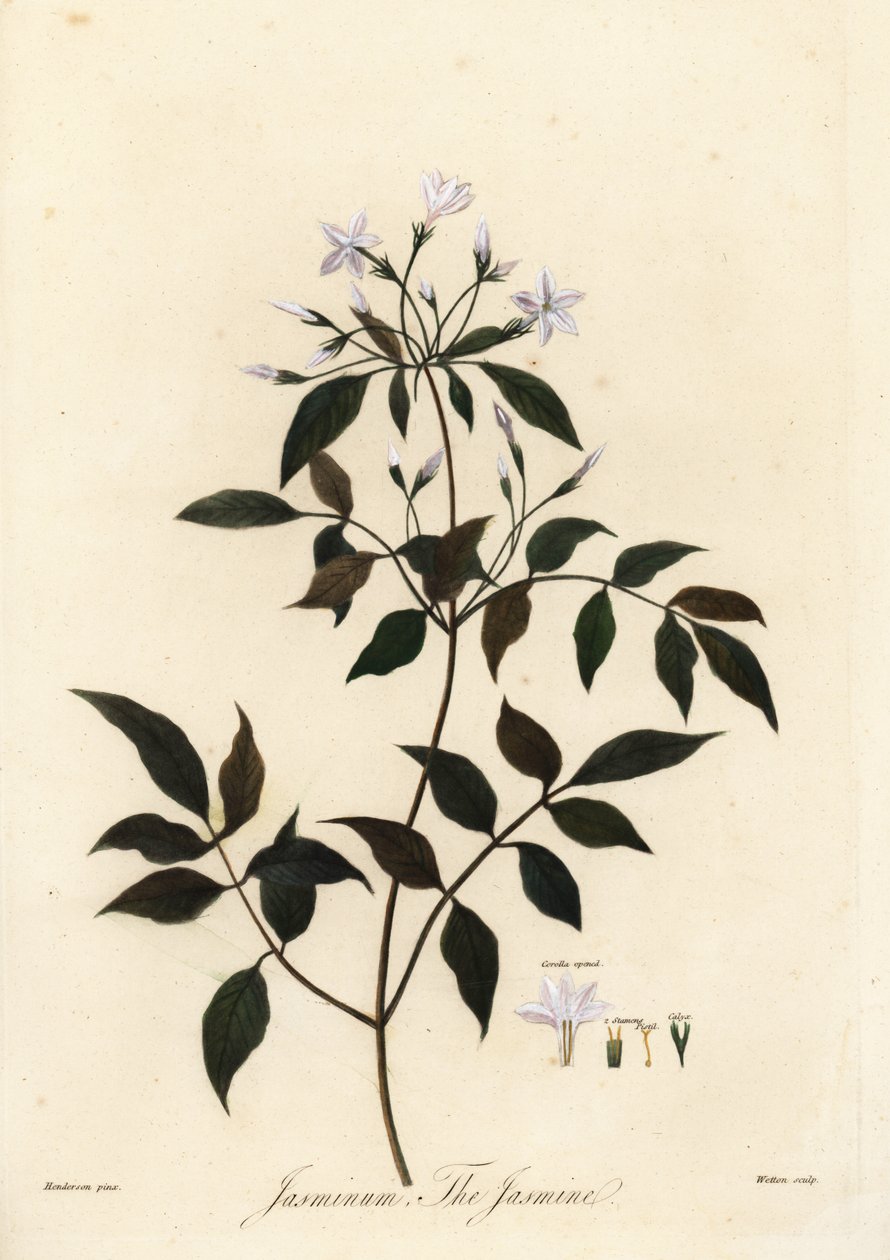 Jasmin, Jasminum officinale, 1805 - Unbekannter Künstler