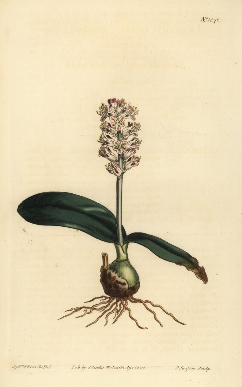 Lachenalia pallida - Unbekannt