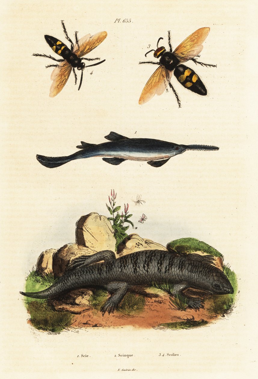 Poisson-scie à grandes dents, scinque et guêpes - Unbekannter Künstler