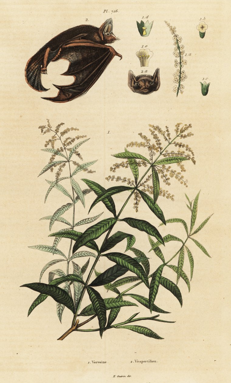 Verveine citronnelle et chauve-souris multicolore - Unbekannter Künstler
