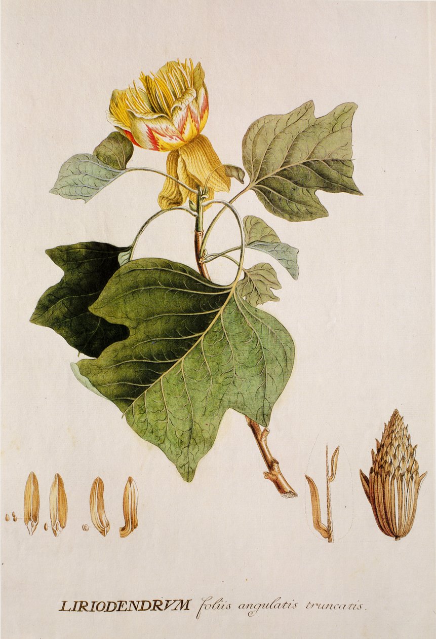 Liriodendron tulipifera/Tulipier/Tulipier de Virginie - Unbekannt