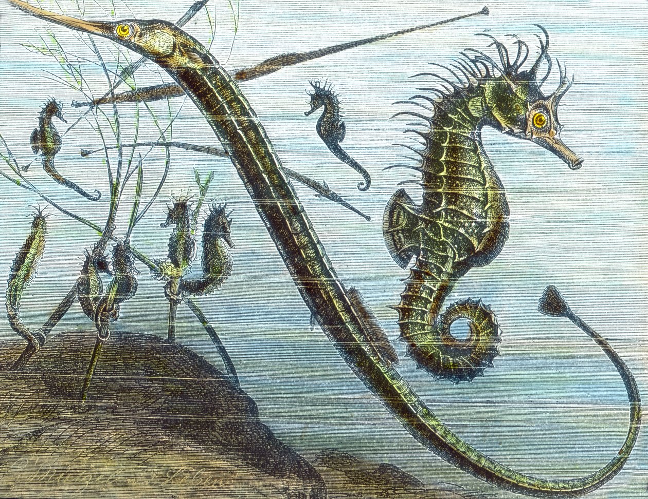 Vivre dans la mer - Unbekannter Künstler