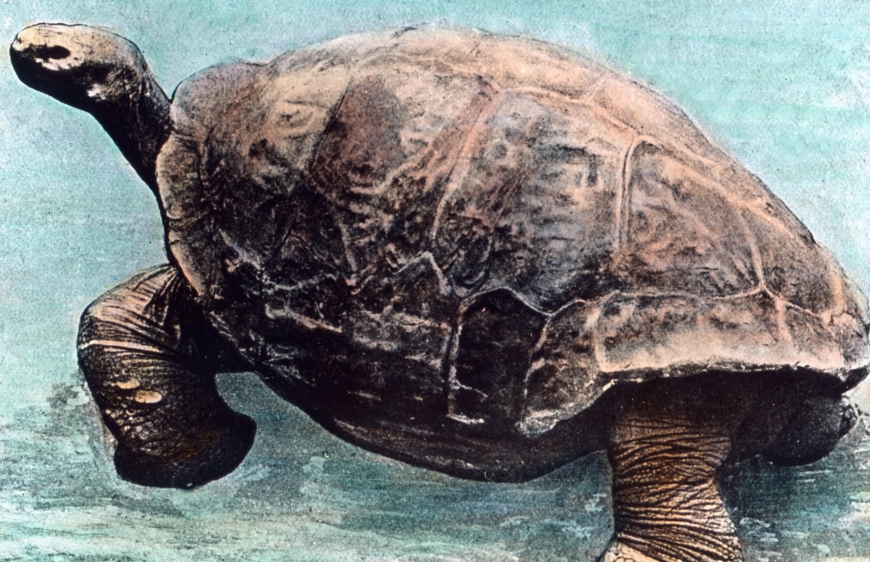 Vivre dans la mer - Unbekannter Künstler