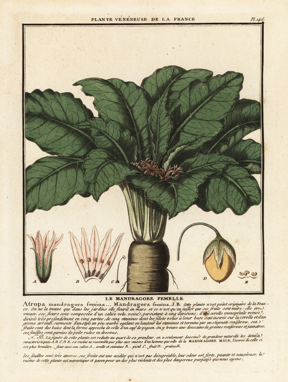 Mandragore, Mandragora officinarum - Unbekannter Künstler