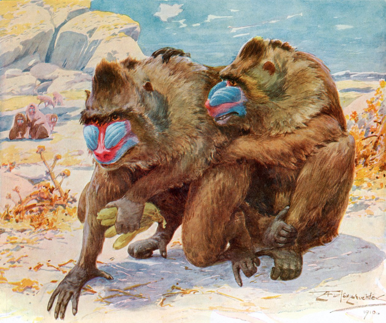 Mandrills. Tiré de l