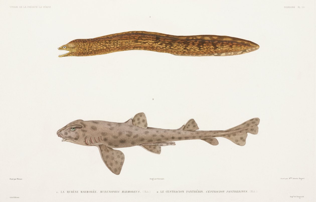 Murène marbrée et requin - Unbekannter Künstler