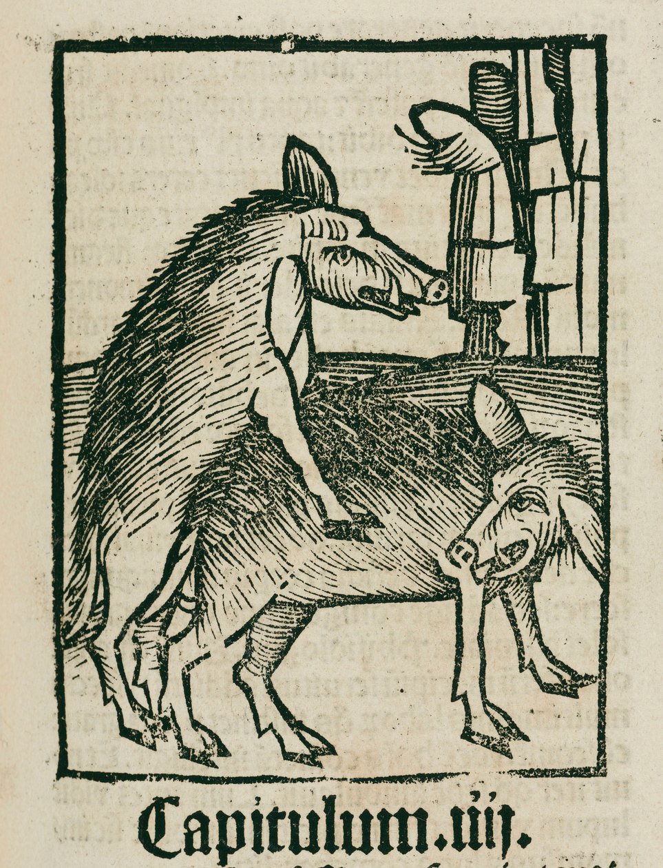 Accouplement de sangliers - Unbekannt