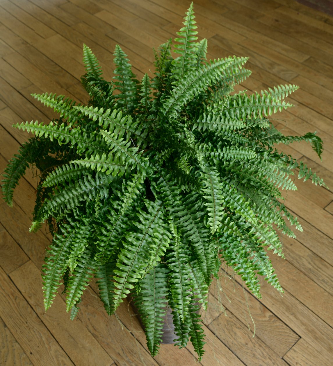 Nephrolepis exaltata, fougère dans une maison - Benjamin Baud