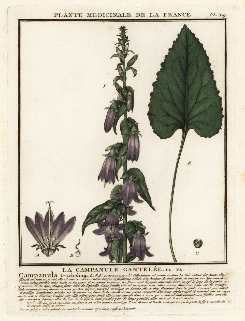 Campanule à feuilles d