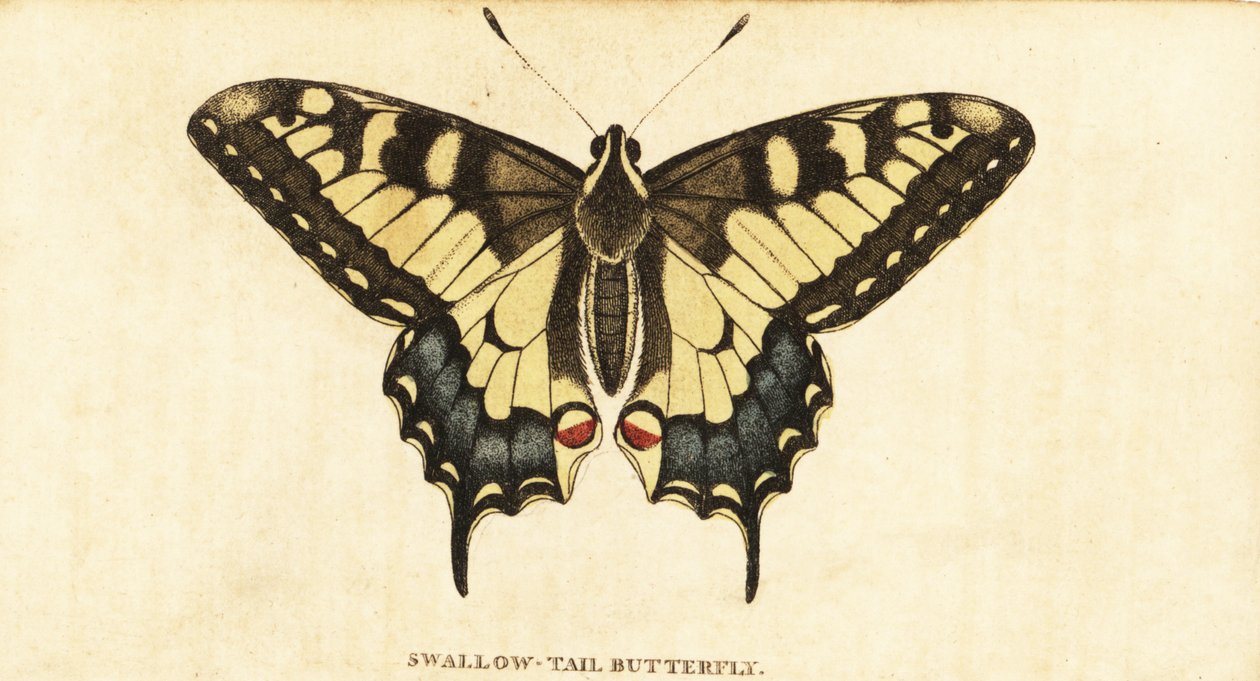 Machaon, Papilio machaon (gravure) - Unbekannter Künstler