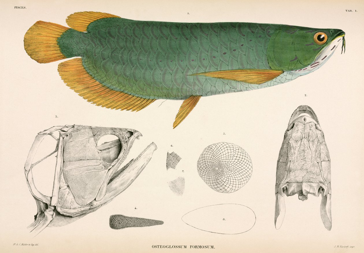 Osteoglossum formosum, Indonésie - Unbekannter Künstler