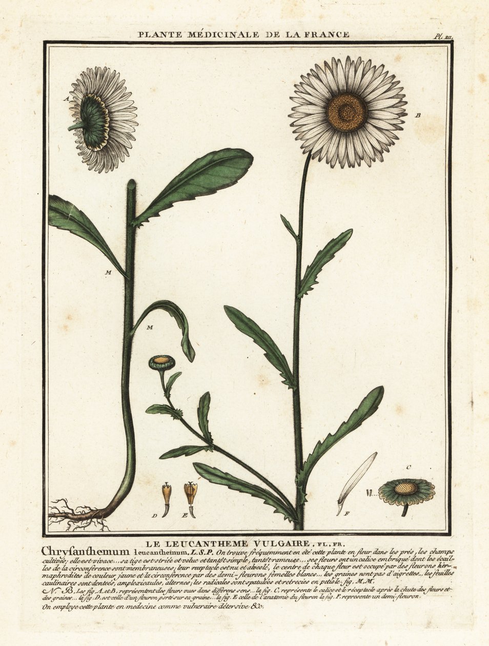 Marguerite, Leucanthemum vulgare - Unbekannter Künstler