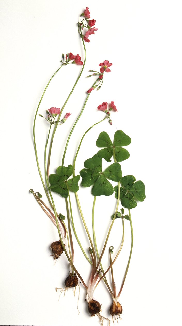 Oxalis tetraphylla/Oxalis deppei/Oxalide de Deppe - Unbekannt