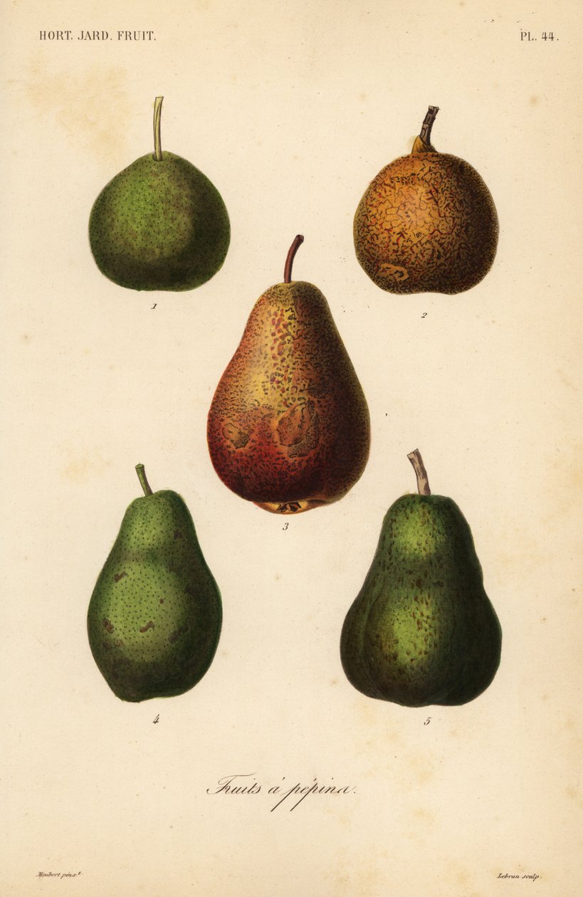Variétés de poires, Pyrus communis - Unbekannt
