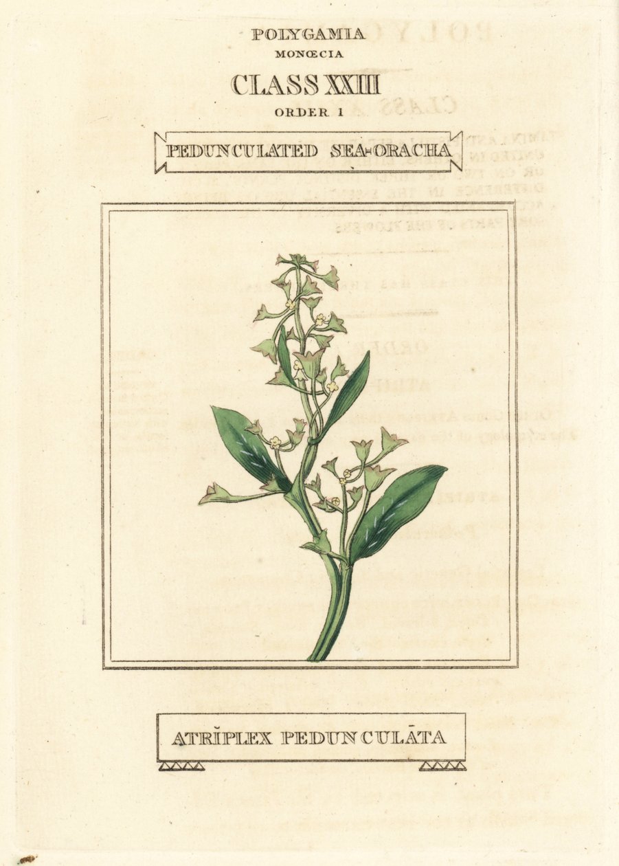 Pourpier de mer pédonculé, Atriplex pedunculata. Gravure en cuivre colorée à la main d